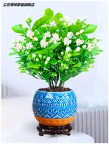 Suitable for lazy people to raise flowers to plant well to feed suitable for office planting green plants on the table