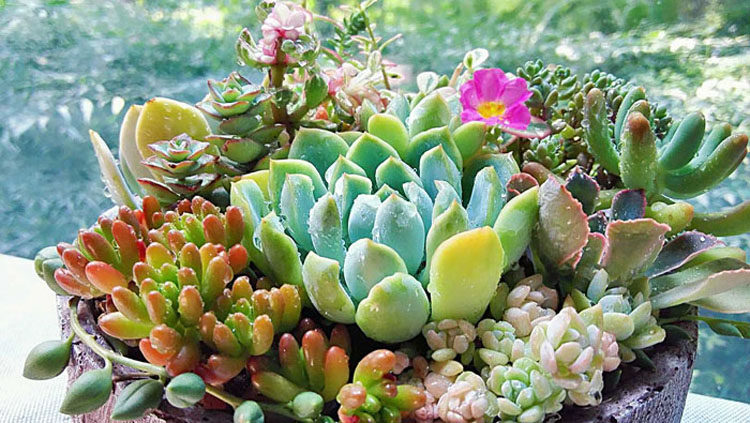 誰說多肉不能用無孔盆器 這樣澆水沒毛病 淘寶海外 誰說多肉不能用無孔盆器 這樣澆水沒毛病 淘寶海外