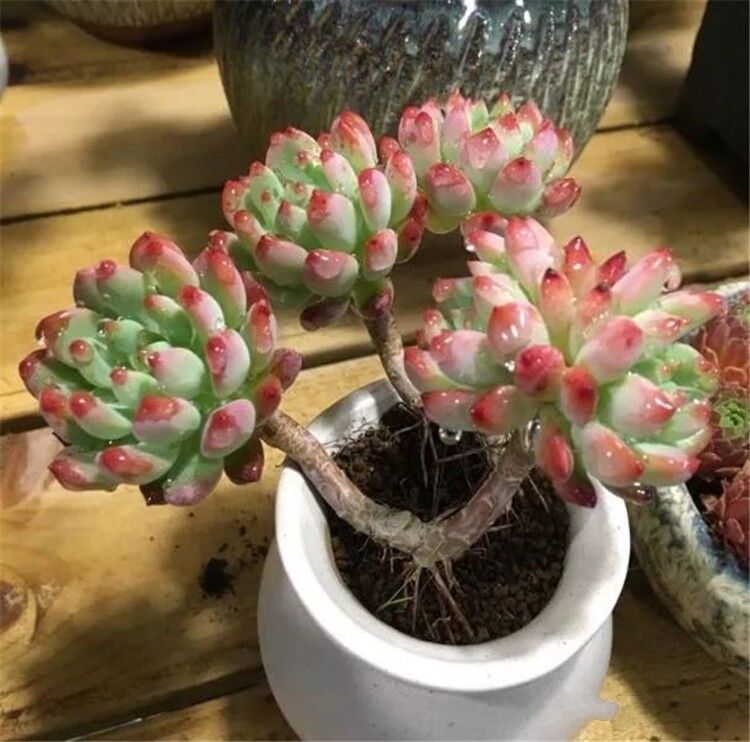 多肉突然徒長 不僅是缺光 還有這些因素 淘寶海外