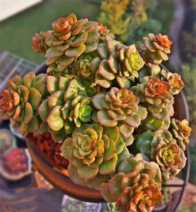 養了這麼久 才知道它爲什麼叫蠟牡丹多肉 淘寶海外