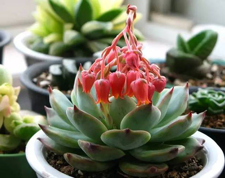 加點這種花肥 多肉猛抽花芽 欣賞別樣美 淘寶海外 加點這種花肥 多肉猛抽花芽 欣賞別樣美 淘寶海外