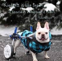 American Walkinpets Cat and dog wheelchair Pet stroller Front and rear limb disability paralysis Walking rehabilitation exercise accessories