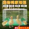 Duck cages Household chicken cages Brood pets Cole ducks Raising yellow ducks raising geese Cole duck cages