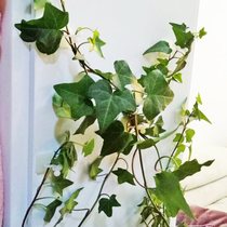 Adsorption traction fixator Suction cup Indoor plants incognito Rose flower seedlings four seasons climbing tool Green plant artifact