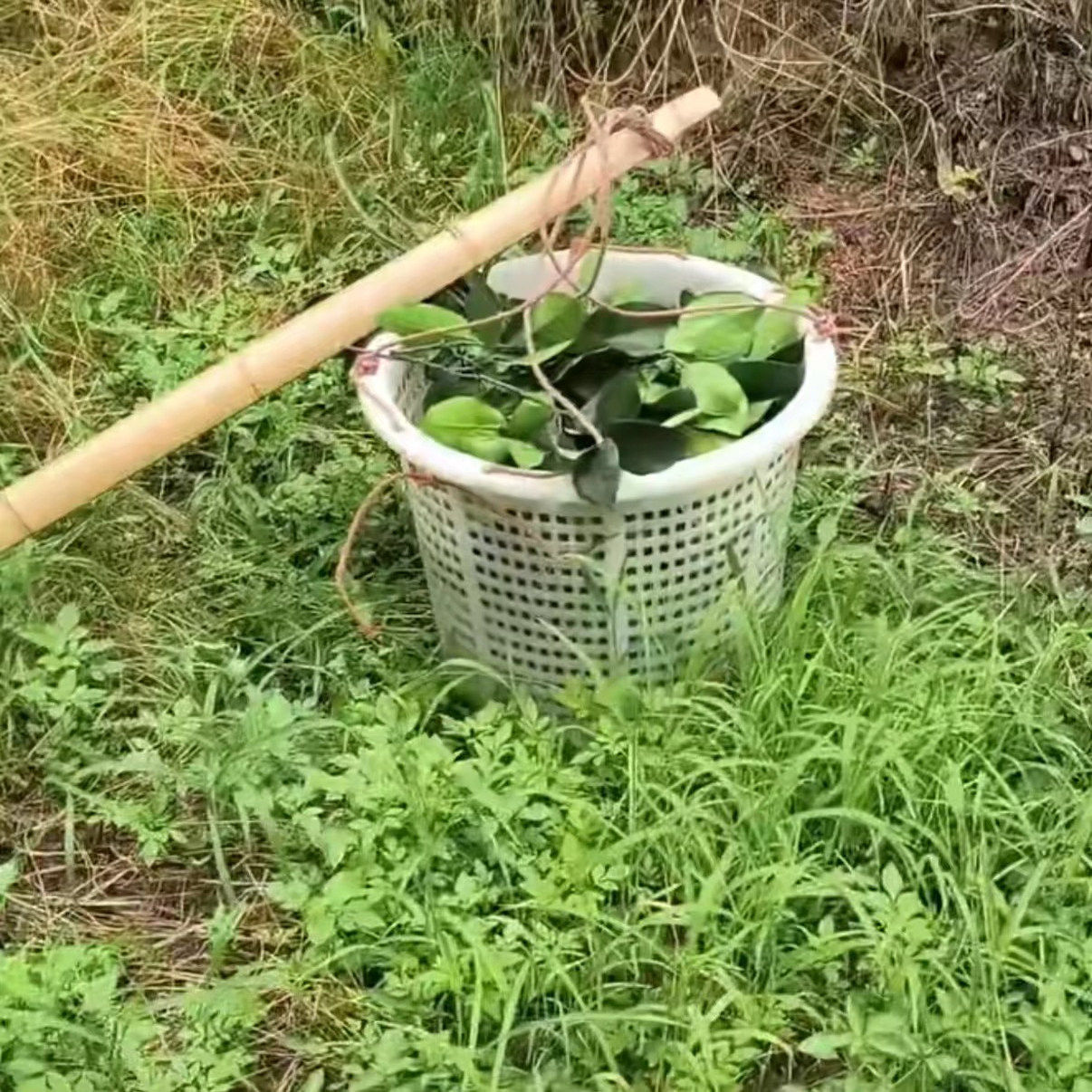 好运不请自来!这瓶绿柚叶精油真的让我每天都像被幸运包围了(哭泣)_单方精油_淘宝美妆网