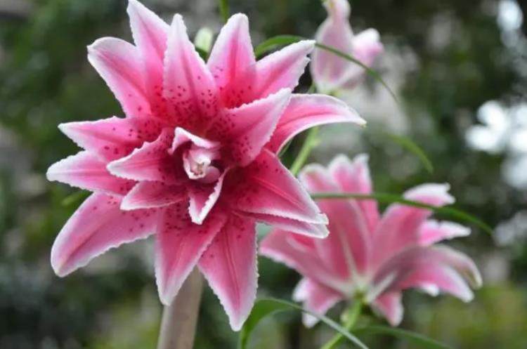 家養香水百合 開花早花期長 滿室清香 淘寶海外