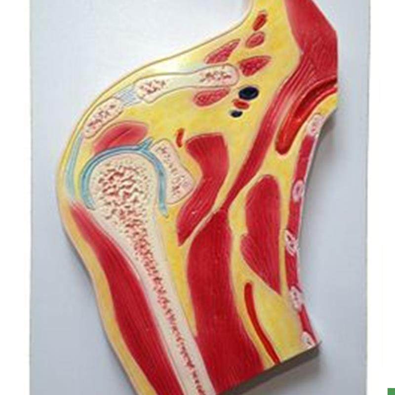 Shoulder Joint Cross-Section Model Human Shoulder Muscle Skeletal Ligament Fat Tissue Anatomy Model Real Shot Flash Sale