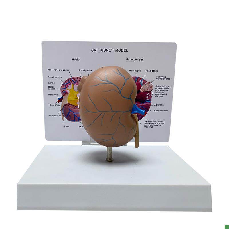 Cat Kidney Anatomy Model Pet Animal Diseased Kidney Anatomy Veterinary Medical Teaching Instrument Manufacturer Direct Sales