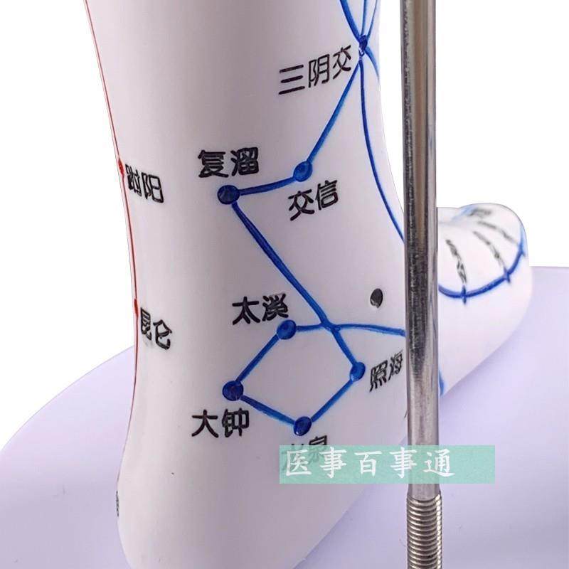 Meridian Large Size A60Cm Human Acupoint Model Human Meridian Mold Human Acupuncture Model Twelve Meridians