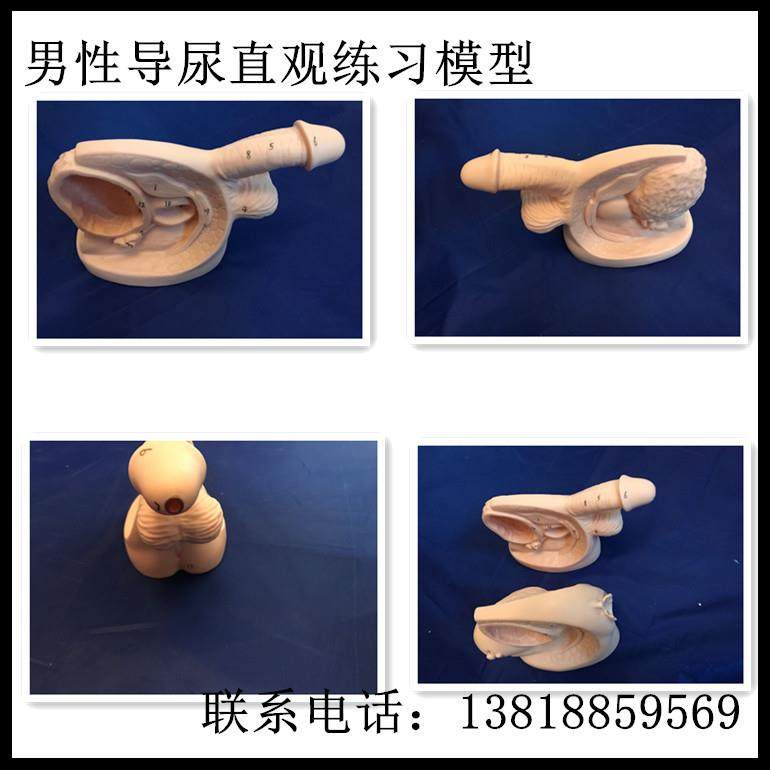 Interchangeable Male and Female Catheterization Model, Catheterization Training Model, Lower Body Model, X External Genital Organ Module