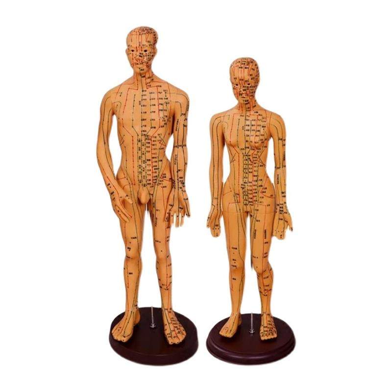 Traditional Chinese Medicine Acupuncture Human Body Acupuncture Point Twelve Meridian Model Small Mannequin for Practicing Acupuncture on the Whole Body
