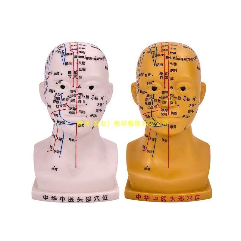 20cm Small Acupuncture Head Model with Acupuncture Points and Meridians for Massage, N Acupuncture Head Model with Four Functional Acupuncture Points