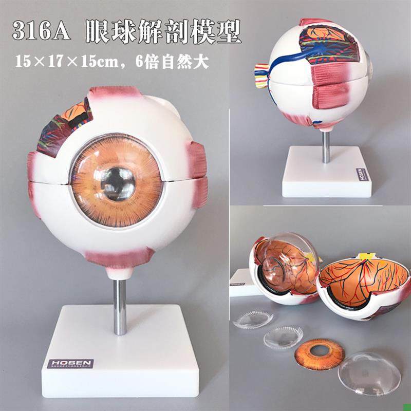 Eye and Ear Model, Enlarged Eyeball, Nasal Cavity Anatomy, Ent (Ear, Nose, Throat) Human Body Medical Teaching Aid