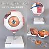 Eye and Ear Model, Enlarged Eyeball, Nasal Cavity Anatomy, Ent (Ear, Nose, Throat) Human Body Medical Teaching Aid