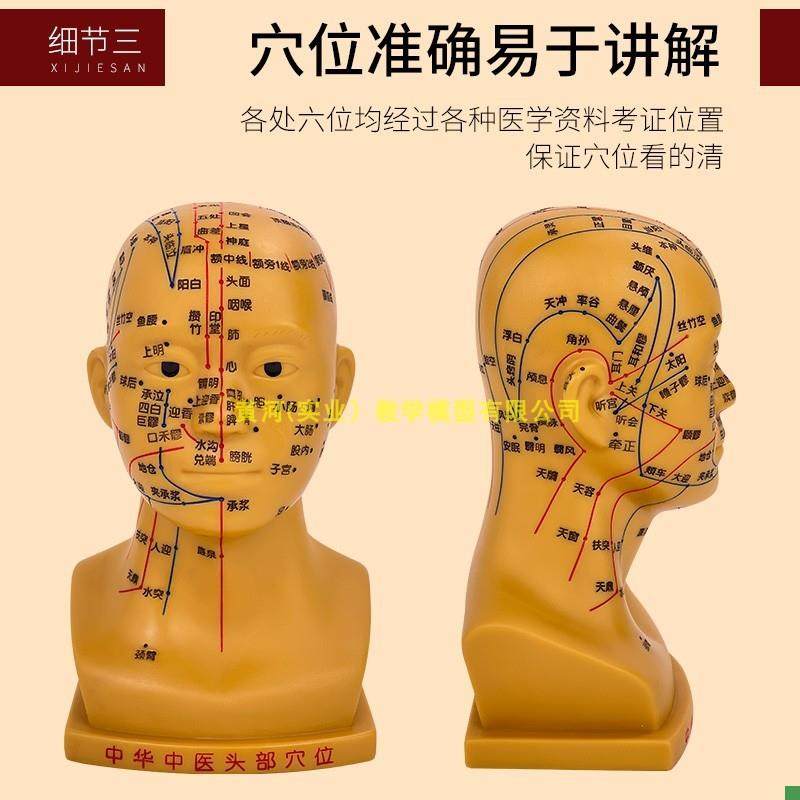 20cm Small Acupuncture Head Model with Acupuncture Points and Meridians for Massage, N Acupuncture Head Model with Four Functional Acupuncture Points