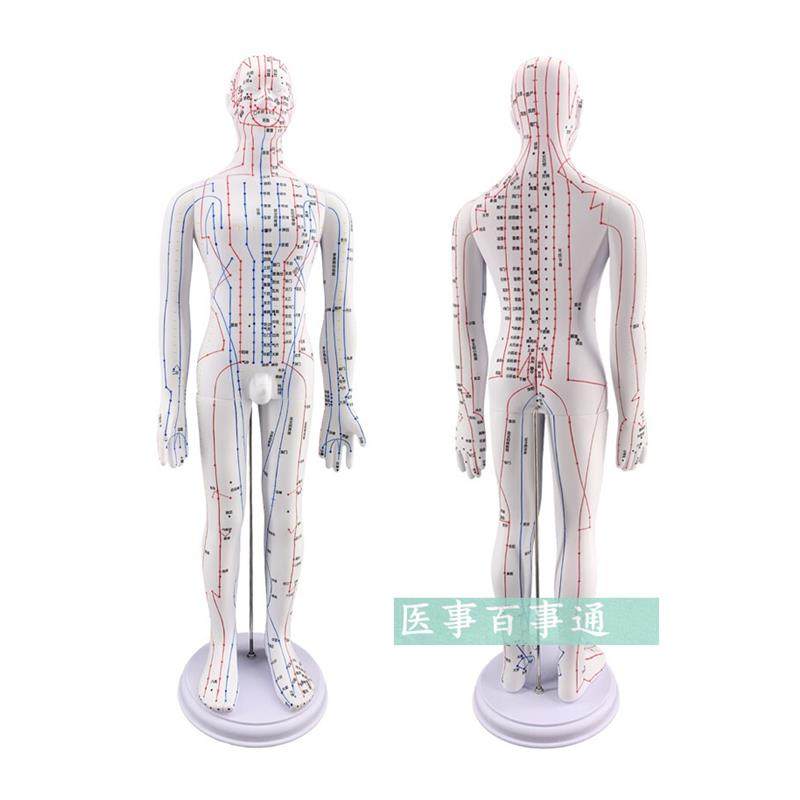 Meridian Large Size A60Cm Human Acupoint Model Human Meridian Mold Human Acupuncture Model Twelve Meridians
