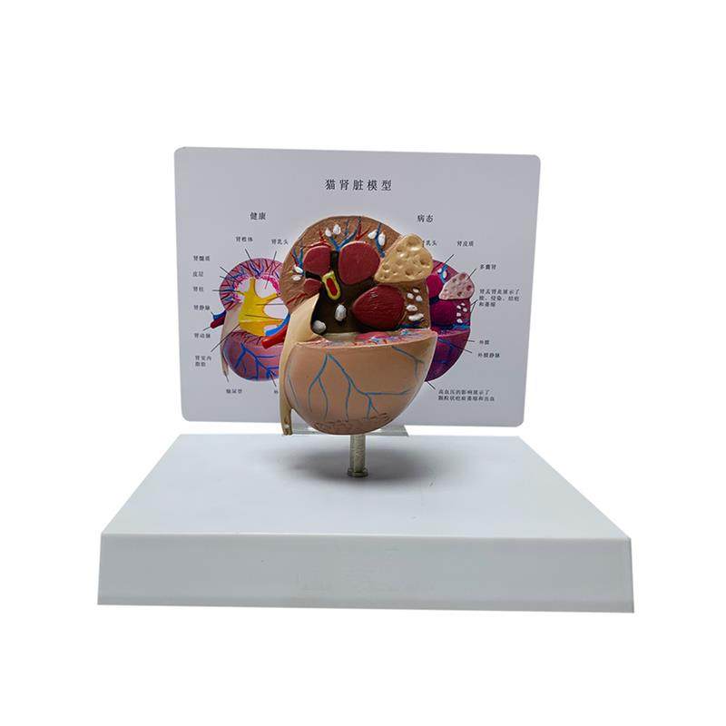 Cat Kidney Anatomy Model Pet Animal Diseased Kidney Anatomy Veterinary Medical Teaching Instrument Manufacturer Direct Sales