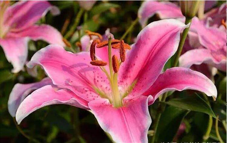 教你種植香水百合 馨香不散 花期還長 淘寶海外