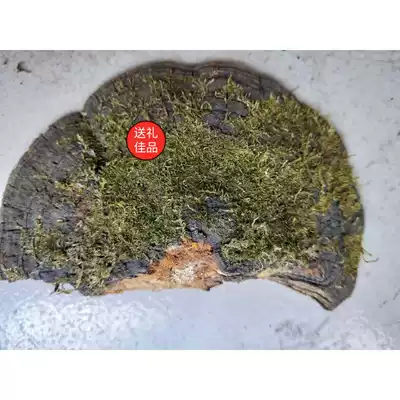 Friends of Purple Snow Ganoderma Lucidum Yunnan wild mulberry yellow storm Martin Mulberry yellow full 500g