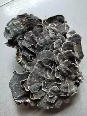 Friends of Purple Snow Ganoderma Lucidum Yunnan wild Yunzhi liver umbrella full 500g