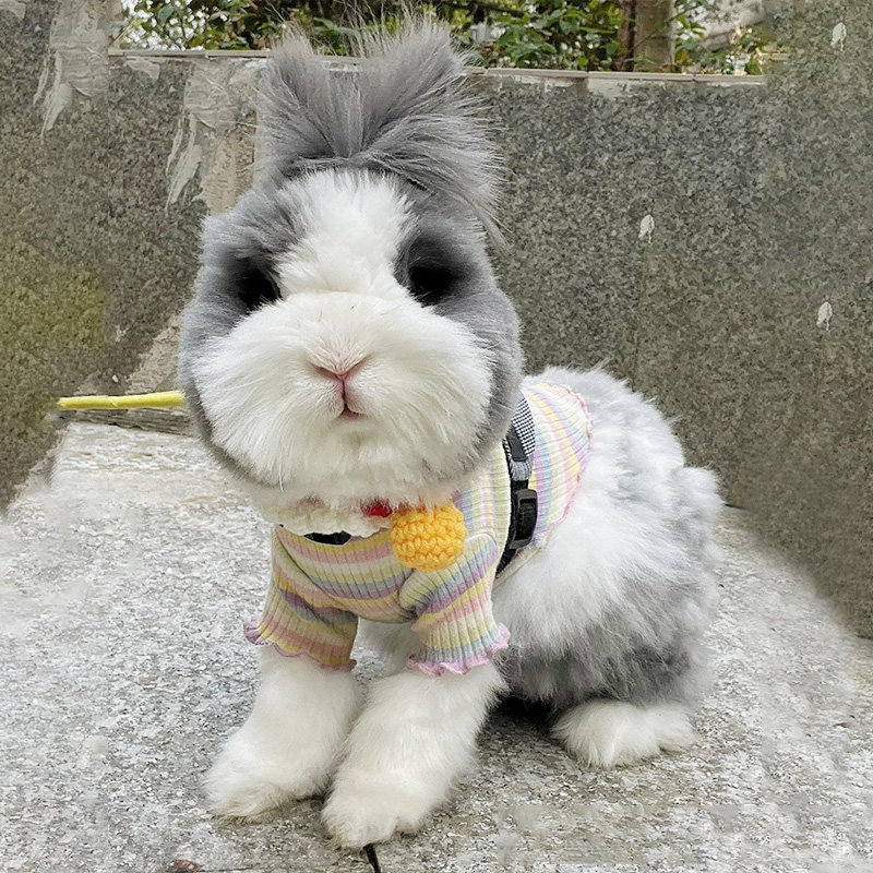 网红猫猫兔安哥拉道奇侏儒垂耳兔:软萌包邮!治愈系宠物新宠儿!-兔-淘宝好物网