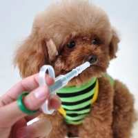 2019 Pet Dog Cat Nuôi mèo Cat Nuôi chó Dog Teddy Comfort Kim Pet - Cat / Dog Medical Supplies 	đầu kim tiêm thú y	