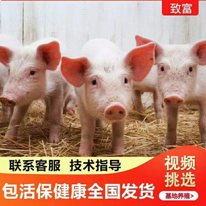 正宗长白猪苗种猪仔,养猪新手也能轻松养出肥美猪猡!🐖🎉-香猪-淘宝好物网