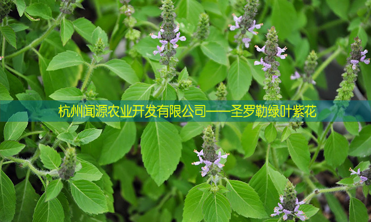 罗勒籽图片,效,罗勒图片(第16页)_大山谷图库