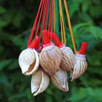 Natural conch horn childrens shell toy small snail super large conch shell crafts can blow the horn whistle