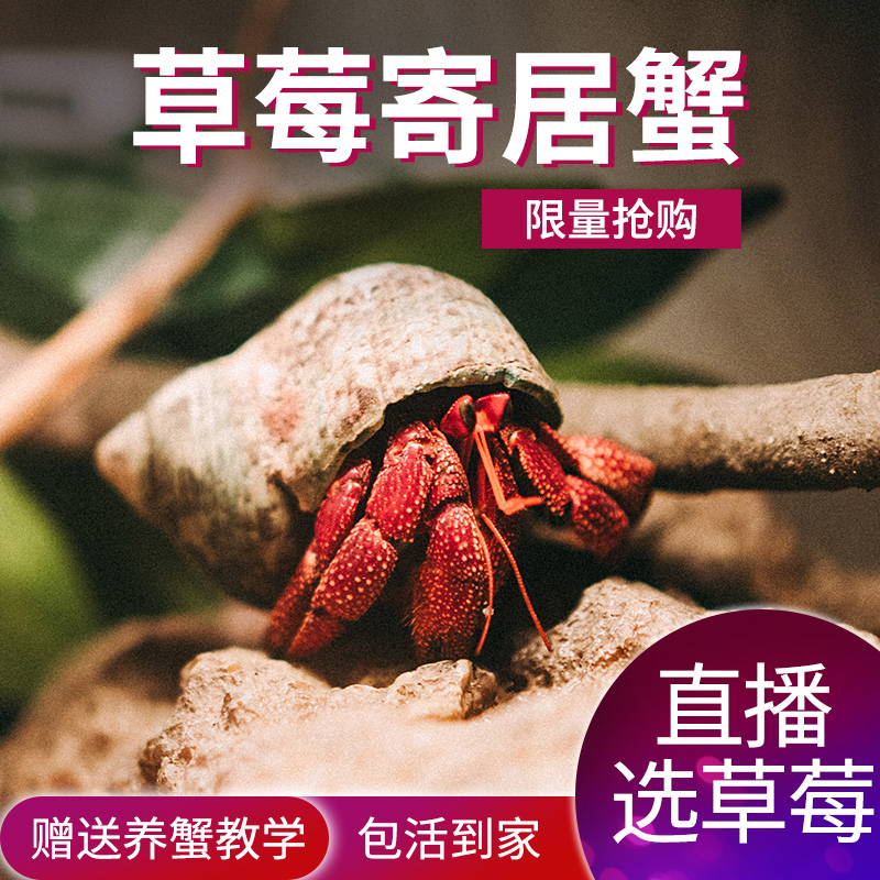 New Freshwater pet (Strawberry Hermit crab) Land Hermit crab Mini pet crab Pet hermit crab Hot sale