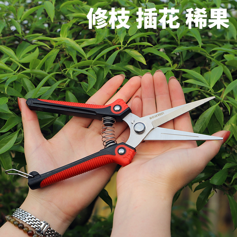 Garden gardening scissors flowery branches cut fruit sprout fruit shear fruit fruit fruit grape scissors