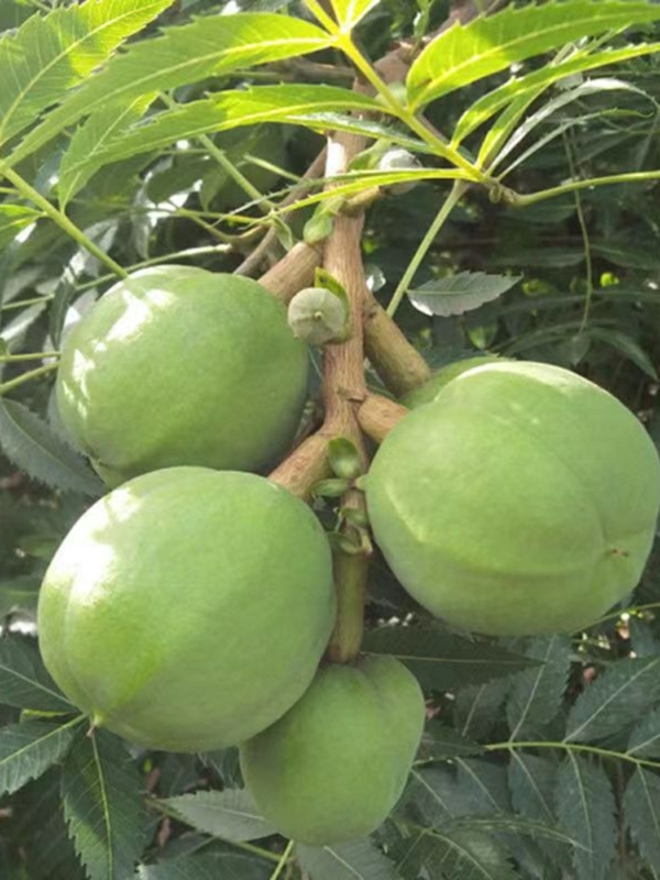 Shanxi Native Papaya, Crown Fruit, Champion Fruit, Tender Papaya, Wild Native Papaya, Dragon Fruit 6-8 Pieces 