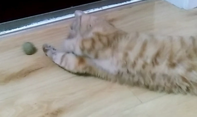 Catnip bóng nghiện mèo cỏ bóng mèo đồ ăn nhẹ sạch răng mol đồ chơi mèo nguồn cung cấp mua 2 có được mèo Bo một 1 hạt mèo