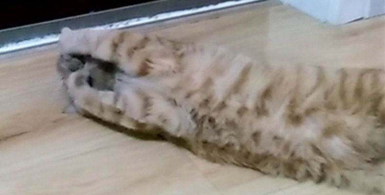 Catnip bóng nghiện mèo cỏ bóng mèo đồ ăn nhẹ sạch răng mol đồ chơi mèo nguồn cung cấp mua 2 có được mèo Bo một 1 hạt mèo