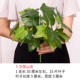Cây xanh tường mô phỏng cây cỏ tường trong nhà cỏ xanh nền hoa tường trang trí nhựa giả cỏ chống thực - Hoa nhân tạo / Cây / Trái cây lá cây giả