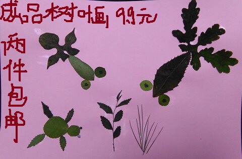 Kindergarten Elementary School Students Children Handmade Adhesive Paintings of Genuine Leaves Creative material Package Dry embossed finished product Diy