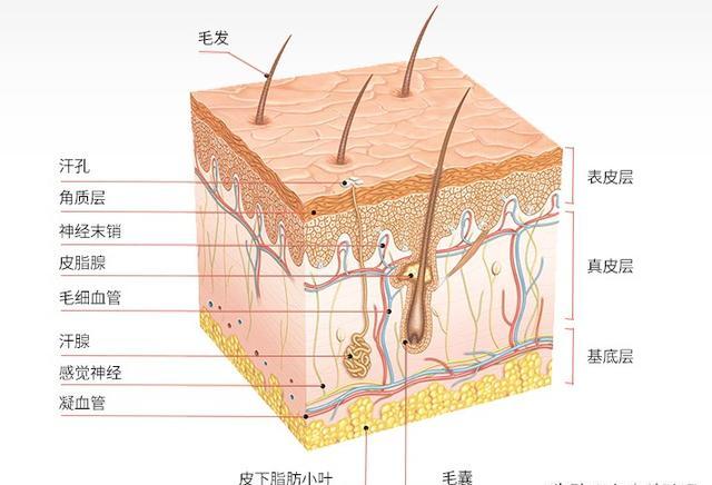 水乳霜精华护肤,看你用错多少年?图2