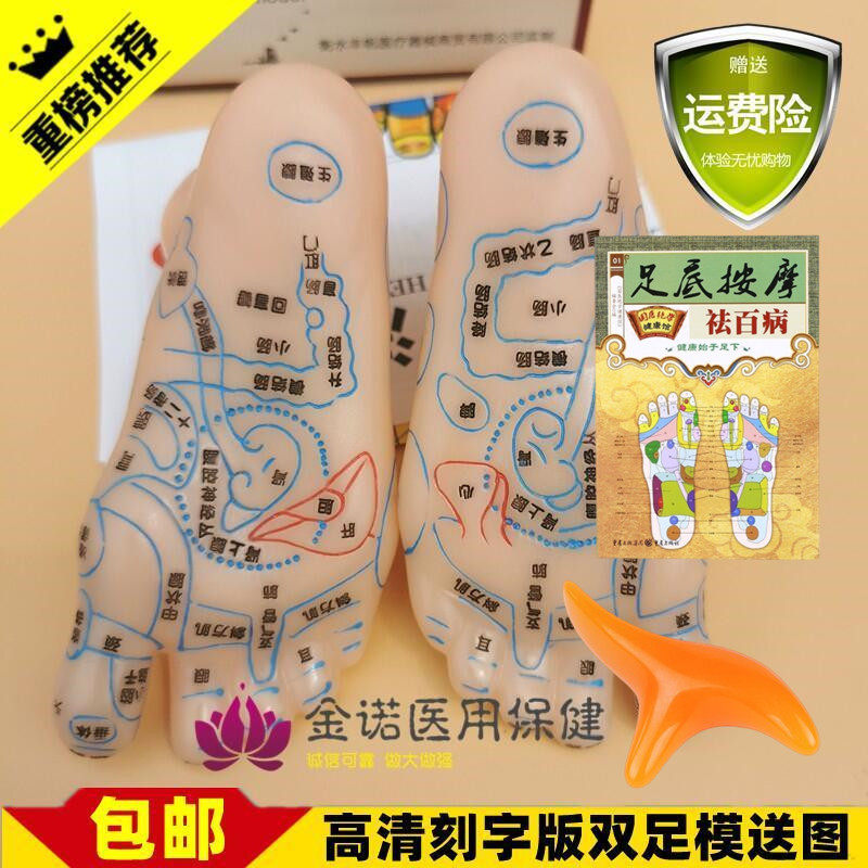 丰帆足底反射区模型 附送按摩点穴图 足部经络学习工具