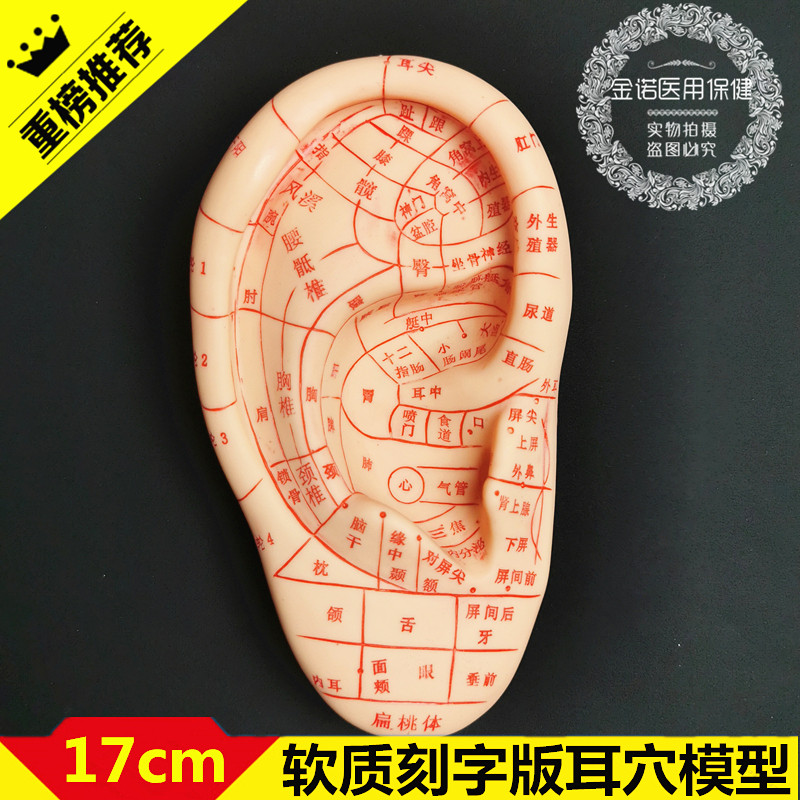 针灸按摩耳朵穴位经络模型超清晰中医耳朵针灸模型按摩教学练习模