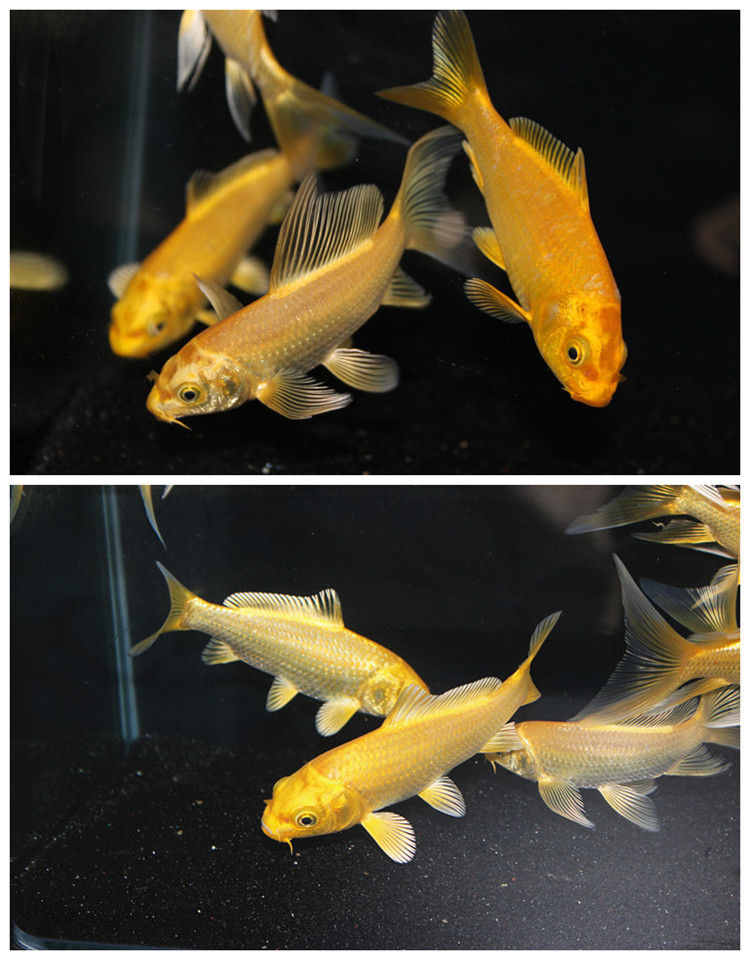 黃金錦鯉純種錦鯉活體觀賞魚風水魚龍鳳錦鯉魚苗冷水魚金色淡水魚 黃金錦鯉純種錦鯉活體觀賞魚風水魚龍鳳錦鯉魚苗冷水魚金色淡水魚