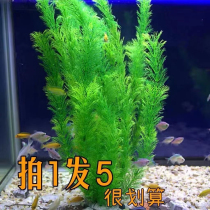 鱼缸装饰 仿真水草 水族箱造景 假草仿真植物 塑料水草特价清仓