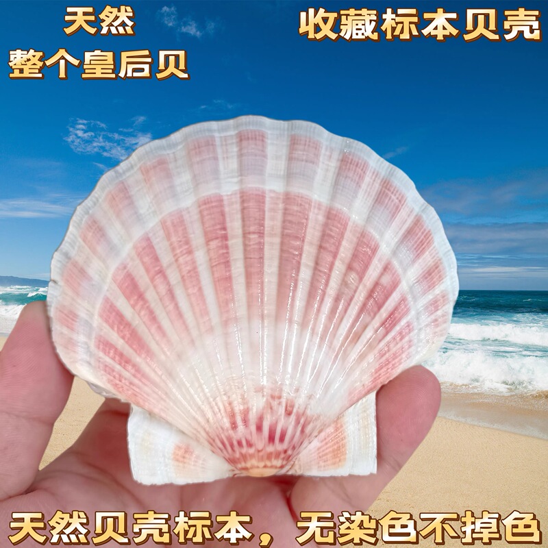 Natural Conch Shell Double-Sided Large Scallop Queen Shell Creative DIY Collection Photography Decoration Home Decor Piece
