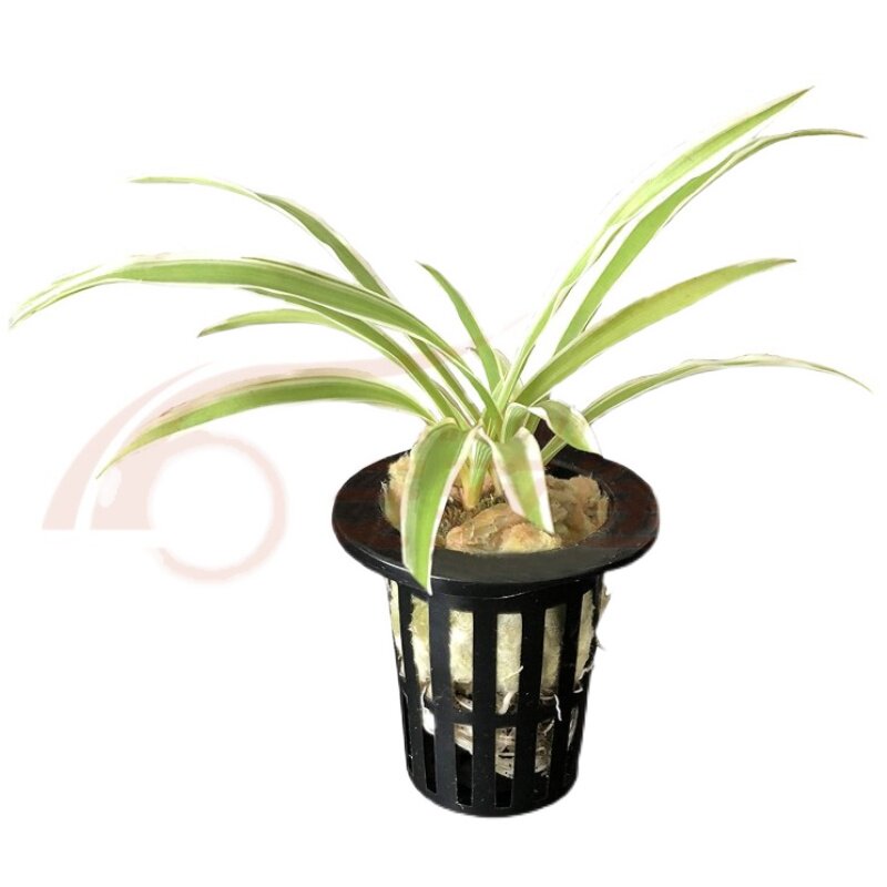 (Mass vendor) leaf cauliflower grass hydroponic sea wool rock wool bio-peat soilless planting seedling matrix colonization set