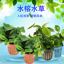 Sunken Wood water Banyan aquatic grass fish tank living landscape negative water grass tank plant freshwater lazy water grass fish tank decoration