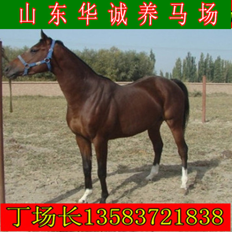 Người lớn Cưỡi ngựa Malaysia Cưỡi ngựa Con cưỡi Ngựa Pony Ngựa Debao Pony Ngựa trắng thuần chủng - Nguồn cung cấp ngựa & ngựa yên ngựa dây cương