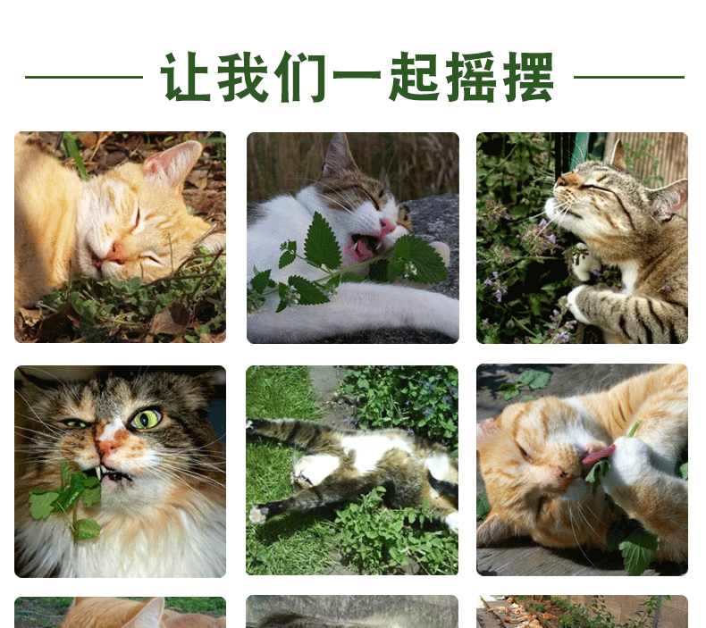 Bột catmint vui mừng catnip cỏ mèo để tóc bóng mèo snack vật nuôi mèo cung cấp 250ml * 2 lon thức ăn cho mèo 2 tháng tuổi