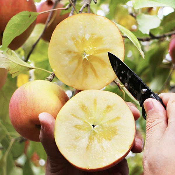 壹农壹果 新疆阿克苏冰糖心苹果 5斤 双重优惠折后￥44.8包邮（￥59.8-10-5）