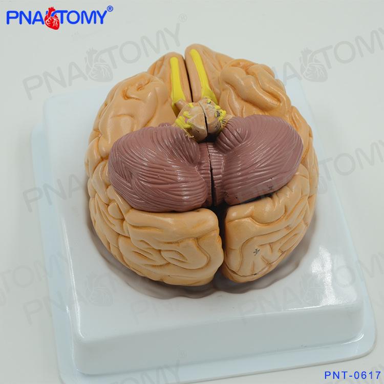 人体大脑结构解剖可拆卸模型脑血管脑动脉神经科心理学教学