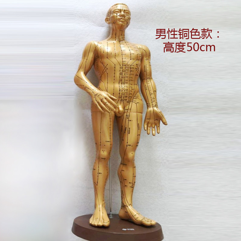 医用灸人体经络穴位模型超清晰按摩字体身体部位小型骨骼静态模型
