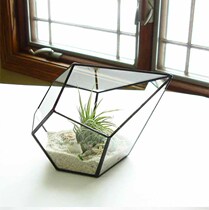 Rice fruit eternal flower succulent plant glass flower room micro landscape three-dimensional Diamond Glass Flower Room